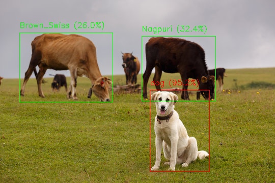 Bovine Breeds Detection System